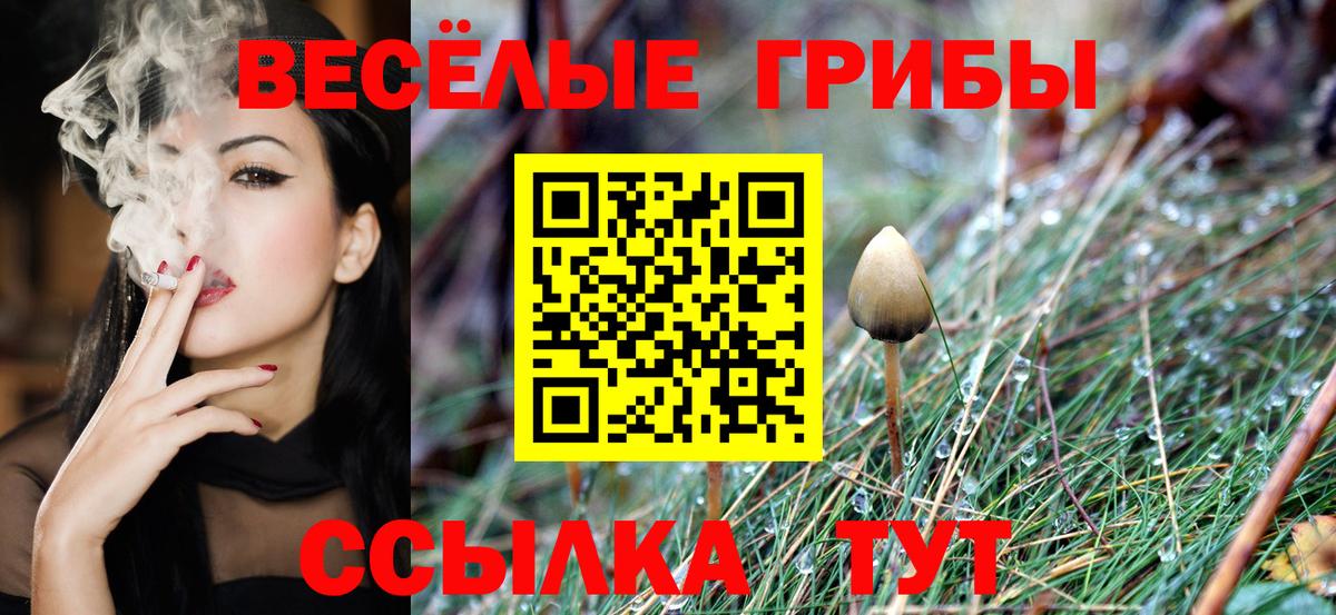 Галлюциногенные грибы Psilocybe  Вход с VPN  Грязи 
